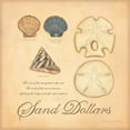 thumbnail image 2 of Marrott, Stephanie 20x20 Black Ornate Wood Framed with Double Matting Museum Art Print Titled - Sand Dollars, 2 of 4