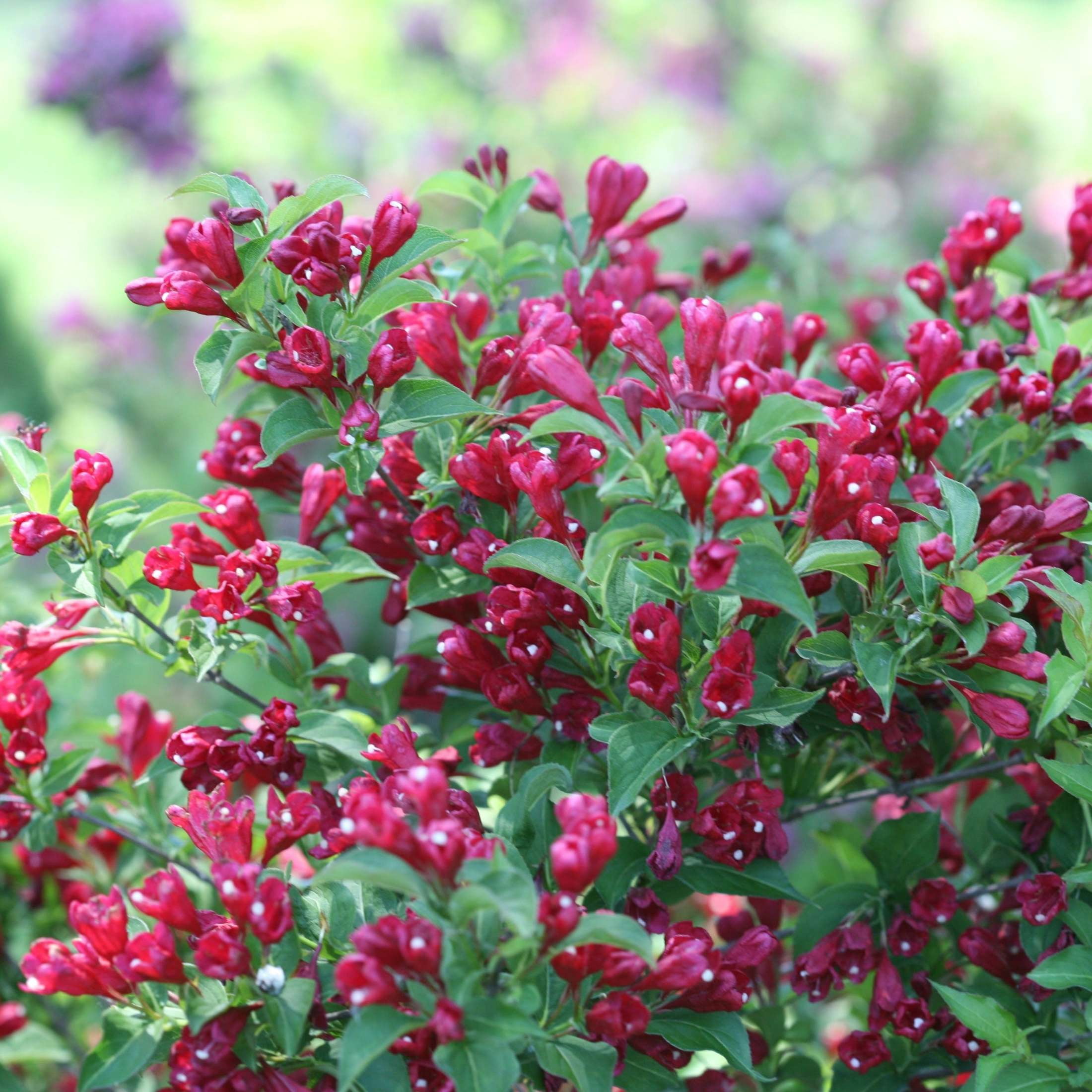Proven Winners ColorChoice 6" Sonic Bloom Red Reblooming Weigela Live Plant in 7.5" Pot