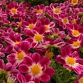 thumbnail image 7 of Better Homes & Gardens 1.5 Gallon Multicolor Dahlia Flowering Combo Outdoor Live Plants Full Sun, 7 of 7