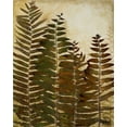 thumbnail image 2 of Pinto, Patricia 12x14 Black Ornate Wood Framed with Double Matting Museum Art Print Titled - Ferns I, 2 of 4