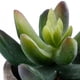 thumbnail image 4 of Plantas Suculentas Artificiales, Vegetación Falsa, Plantas En Maceta De Simulación En Miniatura, Maceta Surtida Segura Para Escritorio De Oficina Y Hogar Eigraketly HA016575-00, 4 of 5