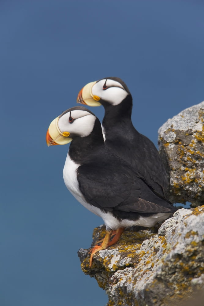 Horned Puffin Pair One Yawning Perched On Rock Ledge With The Blue Bering Sea In Background Saint Paul Island Pribilof Islands Bering Sea Southwest Alaska Canvas Art - Milo Burcham Design Pics (12 x