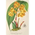 thumbnail image 2 of Charles Antoine Lemaire 17x24 Black Ornate Framed Double Matted Museum Art Print Titled: Houlletia Chrysantha (1854-1896), 2 of 5