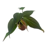 Philodendron Micans in a 2 inch Pot, Starter House Plant, Rare Philo Tiny Mini Pixie Plant