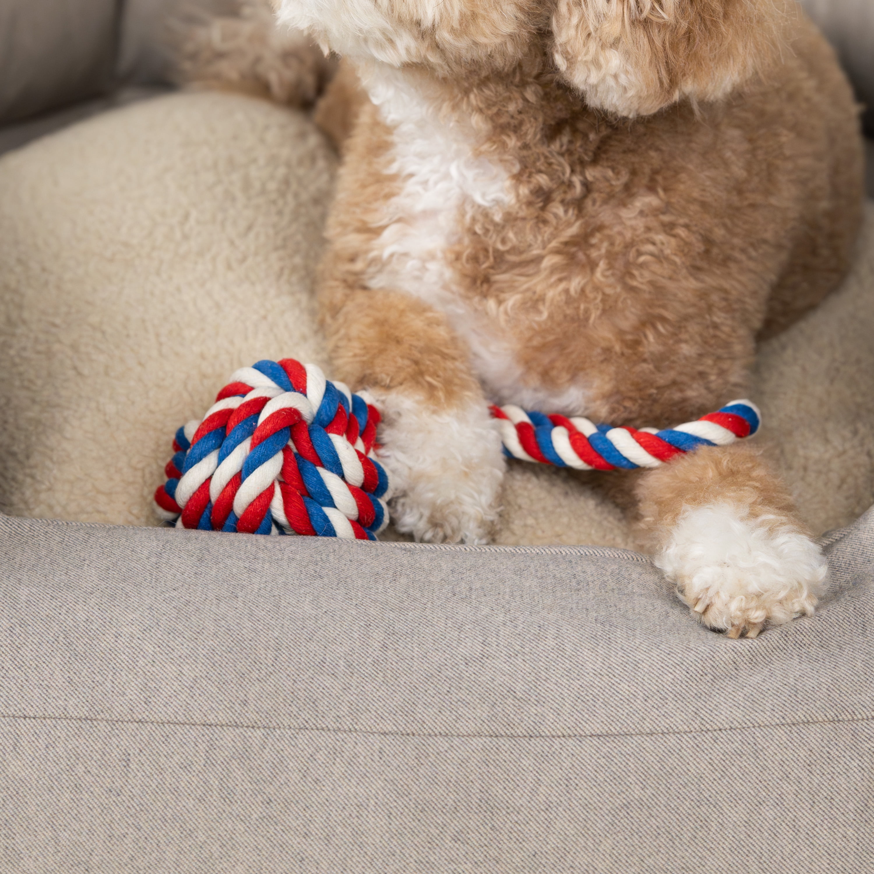 Harry Barker Tug and Toss Small Cotton Dog Rope Toy, Multi-color