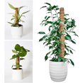 thumbnail image 2 of Palitos para plantas, 4 unidades, 40 cm, palitos para plantas, palitos de musgo de coco para plantas monstera, 2 of 6