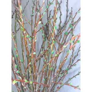 Off White Curly Willow Branches Decorative Branch Bundle Vase Fillers Diy  Branches Home Decor Tall Willow Sticksnatural Decorstick 