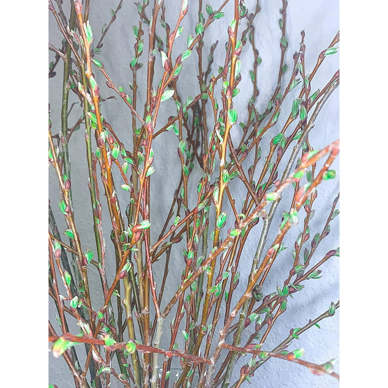Living Vase Decor - Live and Growing Willow Branches - No Vase Included -  They Grow in Water for Weeks - Table Decor, Wedding Decor (25 Branches) 