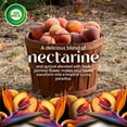 thumbnail image 4 of Air Wick Vibrant Plug-In Scented Oil Air Freshener Warmer Refills, Nectarine and Paradise Flower, 2 Count, 4 of 9