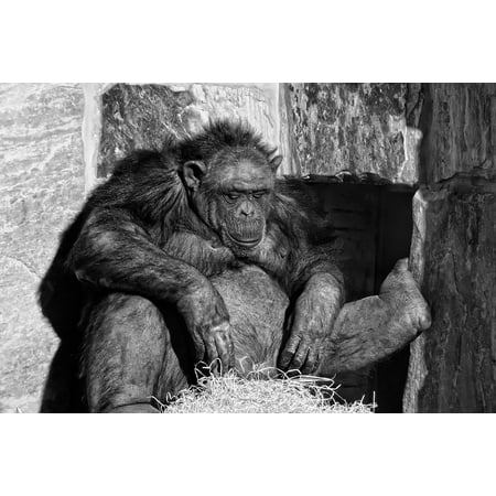 - LAMINATED POSTER Relax Animals Chimpanzee Cozy Mammal Monkey Ape Poster Print 24 x 36