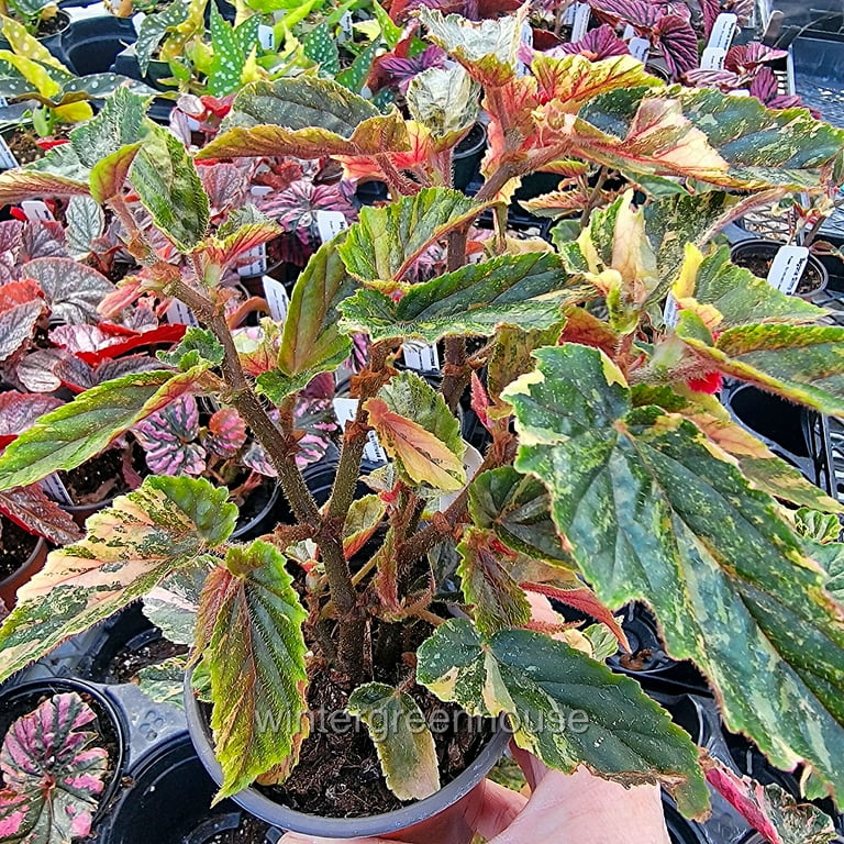 Begonia 'Ginny Galaxy' - Pot Size: 3.5