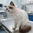 thumbnail image 4 of Collier de Support pour Chat Réglable Doux pour Chiots Petits à Moyens Promenades Extérieures Jardin Arrière-Cour, 4 of 8