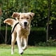 thumbnail image 3 of Correa retráctil para perros de 5 m, correa para pasear perros, perfecta para perros grandes, medianos y pequeños, sistema de rotura y bloqueo Xemadio 2034519-1, 3 of 9