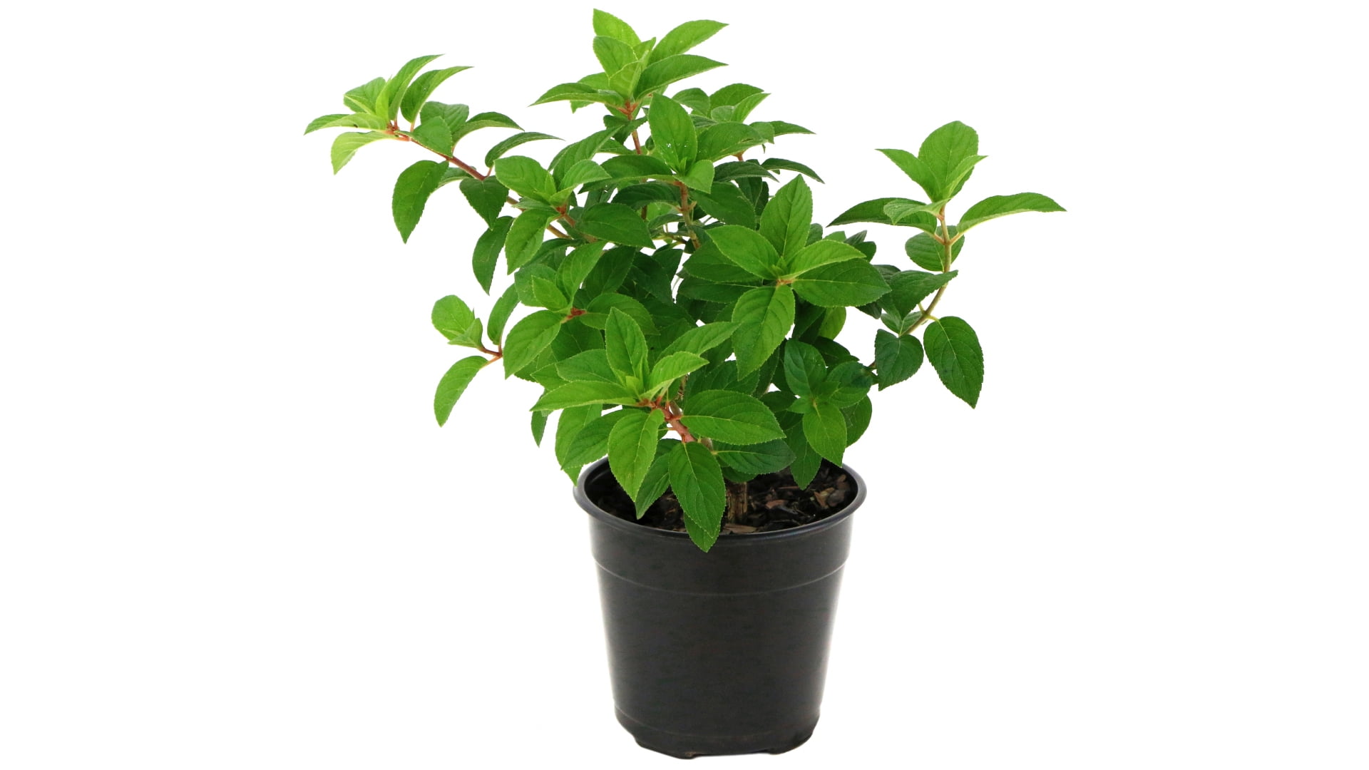 National Plant Network 2 gal. Hydrangea Strawberry Sundae Shrub with White and Pink Flowers
