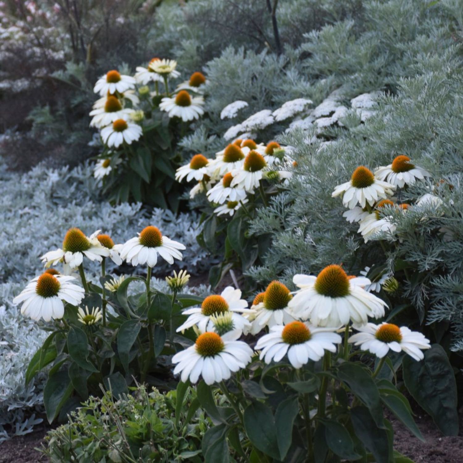 Proven Winners 6" Color Coded 'The Price is White' Coneflower Live Plant in 6.5" Pot