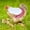 I, variant on Tainini Chicken Saddles, Hens Saddles for Hen Apron for Poultry