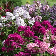 Multicolor Double Phlox Flowers - 3 Bare Roots - Attracts Butterflies, Bees & Hummingbirds