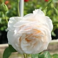 Heirloom Roses White Rose Bush Easy Spirit™ Floribunda Rose Plant