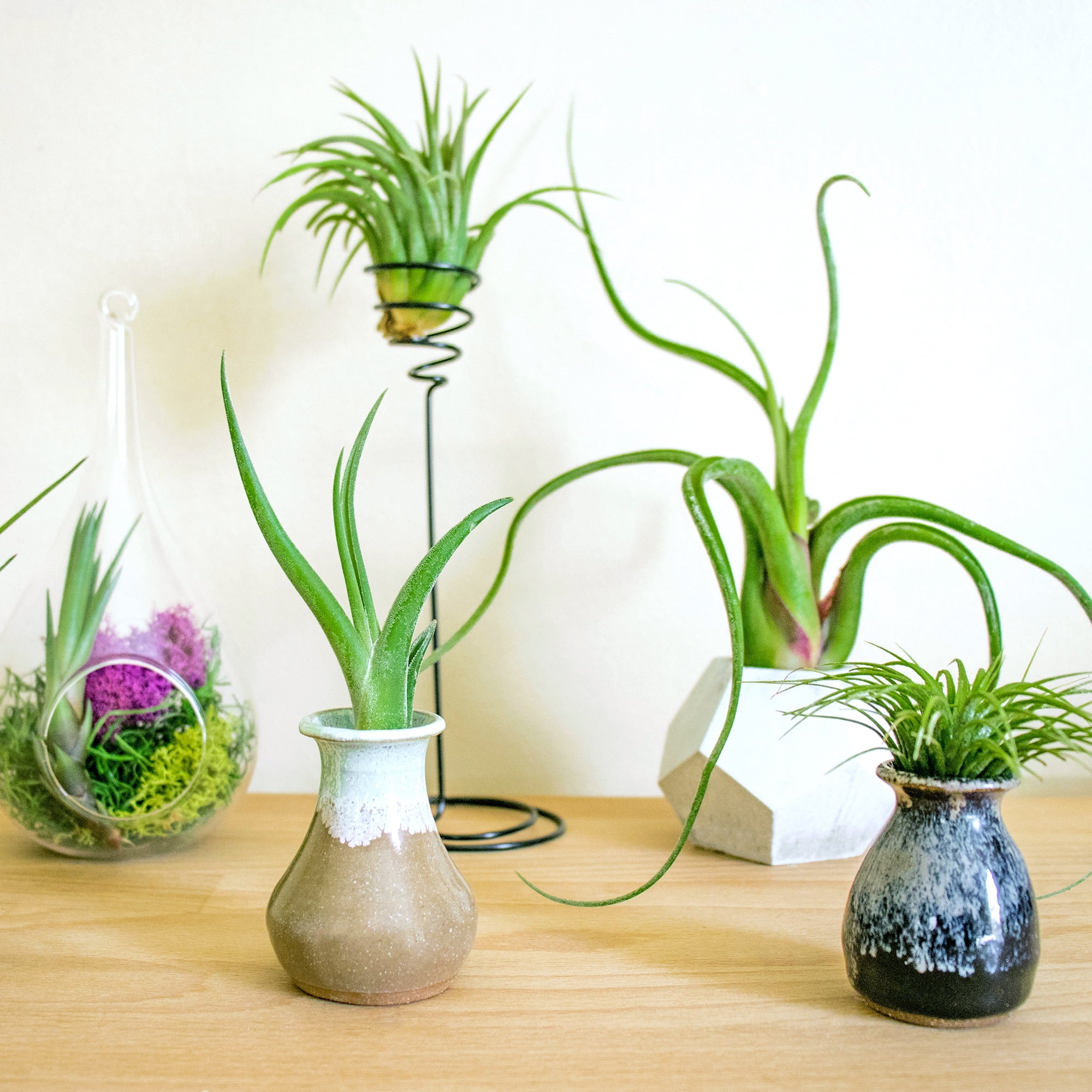 Altman Plants 4" Tillandsia Live Air Plants (6 Pack)