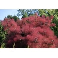 thumbnail image 1 of 30 Graines de SMOKE PURPLE TREE Shrub Smokebush Cotinus Coggygria Rhus Cotinus Sumach, 1 of 1