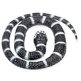 thumbnail image 5 of Wild Republic Rubber Snake, California King Toy, Educational Toys, Gifts For Kids, 26 inches, 5 of 5