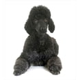 thumbnail image 3 of Ambesonne Poodle Duvet Cover Sets, Fluffy Purebred Animal Love, 2-King, Dark Grey White, 3 of 7