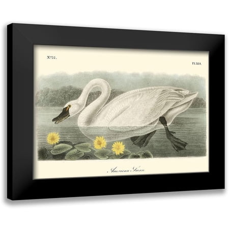 Audubon, John James 14x11 Black Modern Framed Museum Art Print Titled - American Swan