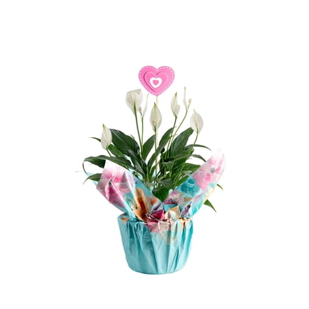 Costa Farms 12" Peace Lily Live House Plants in 5" Pot Cover