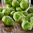 thumbnail image 2 of The Old Farmer's Almanac Long Island Improved Brussels Sprouts Seeds (Premium Heirloom, Non-GMO, Open Pollinated, Vegetable, Full Sun) - Approx 750 Seeds, 2 of 8