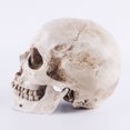 thumbnail image 3 of Human Skull Model Medical Anatomical Tracing Teaching Skeleton Halloween Decoration Statue, 3 of 8