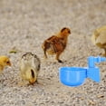 thumbnail image 4 of LOLIPPYY 6Ud De Para Poultry En Para Granja Con De Espacio, 4 of 8