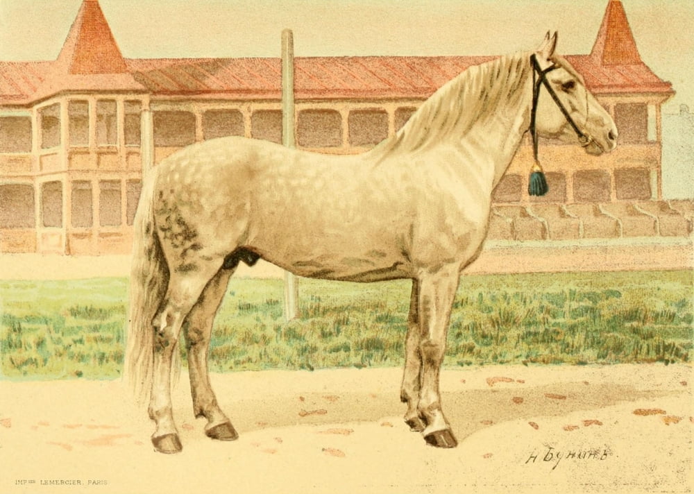Les Races Chevaline