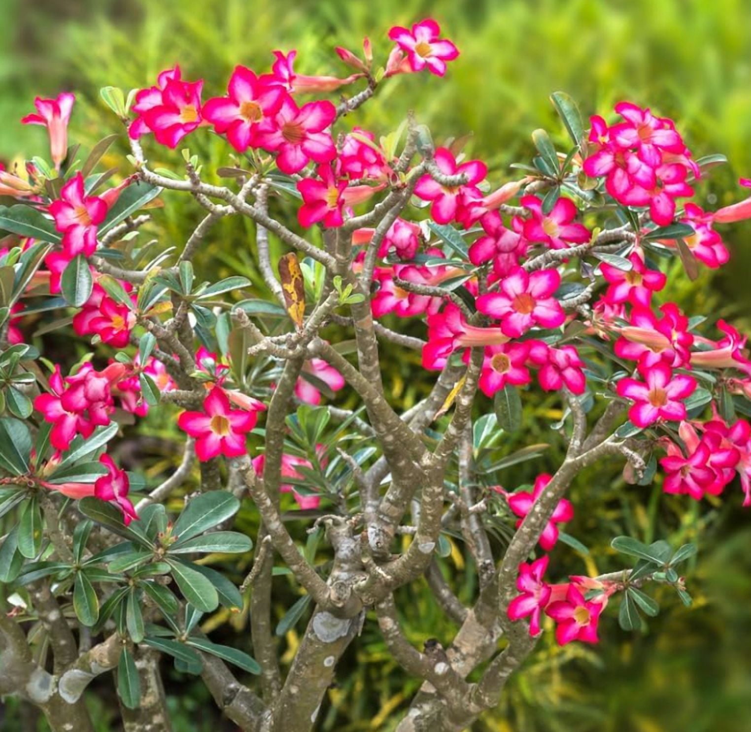 Pink Desert Rose Live Plant, Blooming Adenium Succulent for Indoor Outdoor Growing, 4–6 Inch Tall