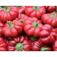 thumbnail image 1 of 50 Graines de Piment de Muscade Biologique Piment Rouge Doux au Fromage Pimiento Capsicum Annuum, 1 of 3