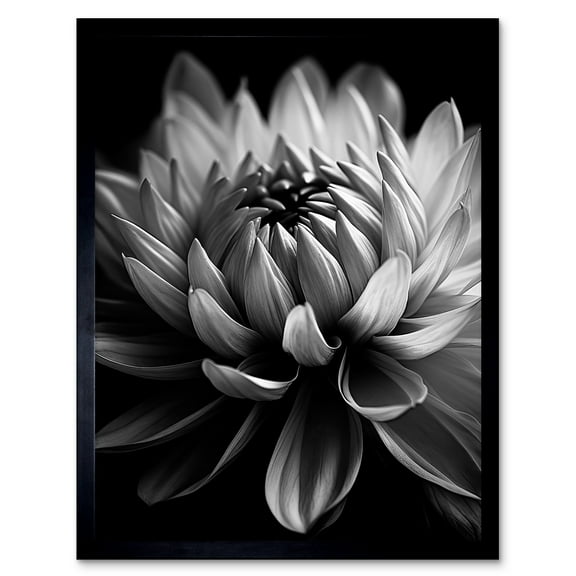 Macro Close Up Dahlia Flower Black and White Photo Art Print Framed Poster Wall Decor 12x16 inch