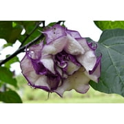 Black Currant Angels Trumpet Live Tropical Plant Large Purple/White Flowers Starter 4 in. pot--Do not order in extreme temps