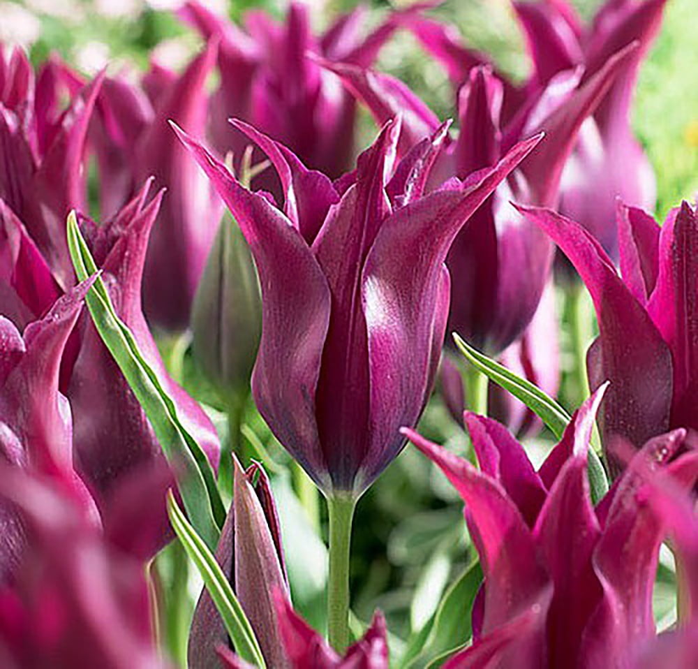Burgundy LilyFlowering Tulip 8 Bulbs 12/+ cm Bulbs