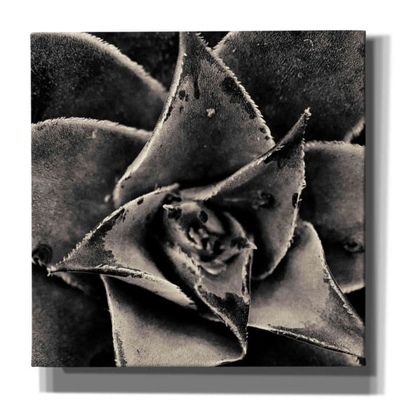 Epic Graffiti 'Seattle Succulents' by Gary Horsfall, Giclee Canvas Wall Art, 26"x26"