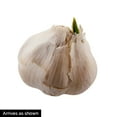 thumbnail image 2 of Gurney's Great Lakes Softneck Garlic Bulb, Set of 1 Bulb, 2 of 2