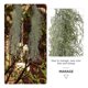thumbnail image 5 of Musgo decorativo para micro paisajes, plantas de líquenes decorativos, musgo seco, musgo colgante, 5 of 8