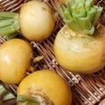 thumbnail image 3 of TomorrowSeeds - Golden Ball Turnip Seeds - 6000+ Count - For 2026 Planting American White Yellow, 3 of 11