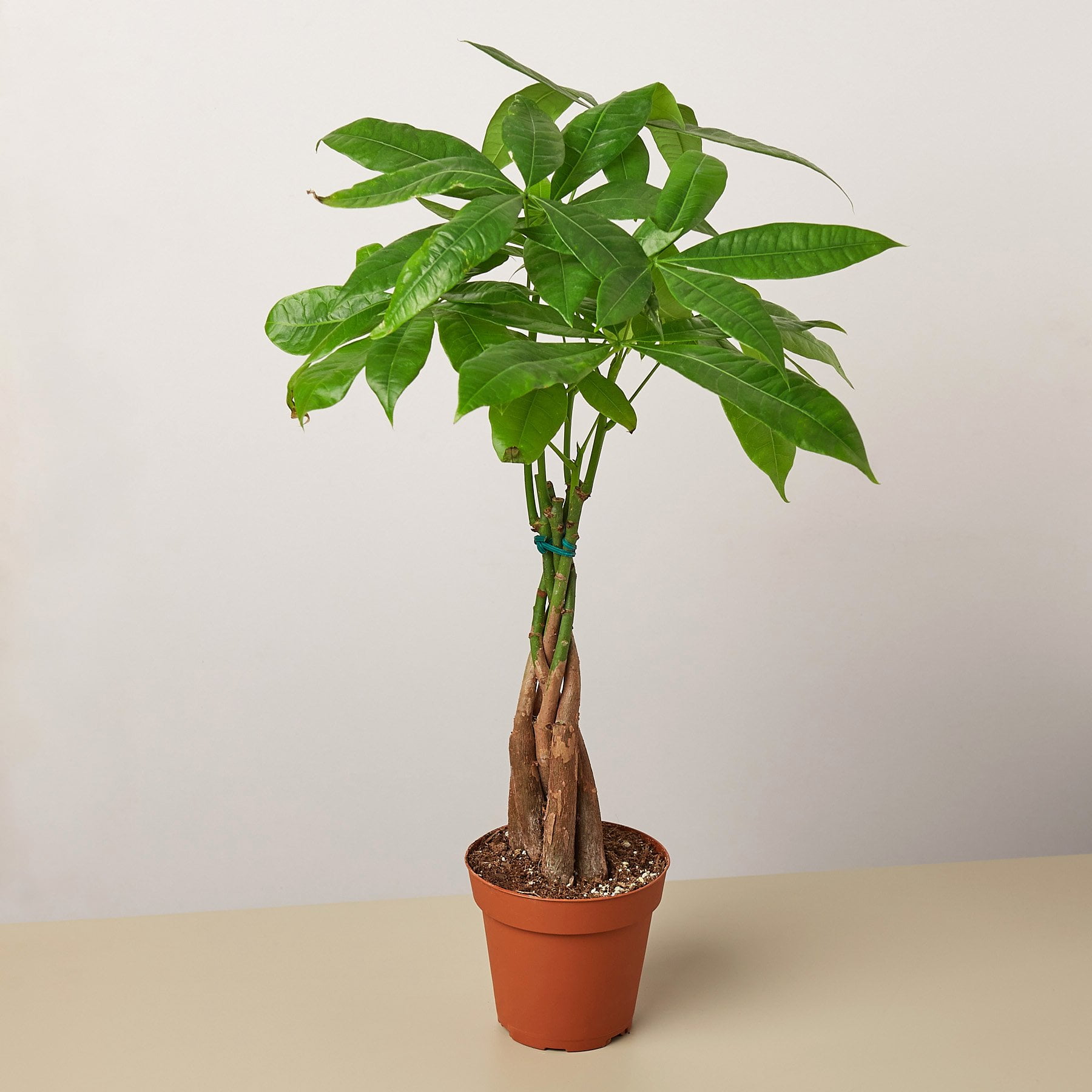 Money Tree �Guiana Chestnut� Pachira Braid 4&quot; Pot