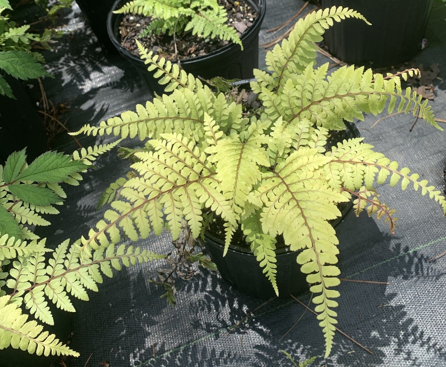 Limelight Lady Fern Athyrium Outdoors/Fairy Garden Live Plant
