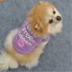 thumbnail image 3 of Ropa para cachorros para perros pequeños, trajes para mascotas, chaleco, ropa divertida para perros pequeños (6 unidades), 3 of 5