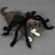 thumbnail image 1 of Disfraz de Perro - de Disfraces de Halloween para Perros Ropa para Disfraces de mascota para Mascotas Cosplay para Teddy / Pug, 1 of 8