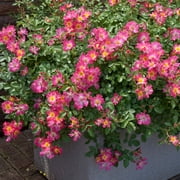 Perfect Plants Pink Drift® Rose 3 Gallon