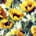 Z- Sunflowers