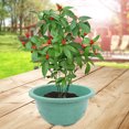 thumbnail image 4 of unbranded Maceta Y Duradera Para Plantas Con Orificios De Color, 4 of 8