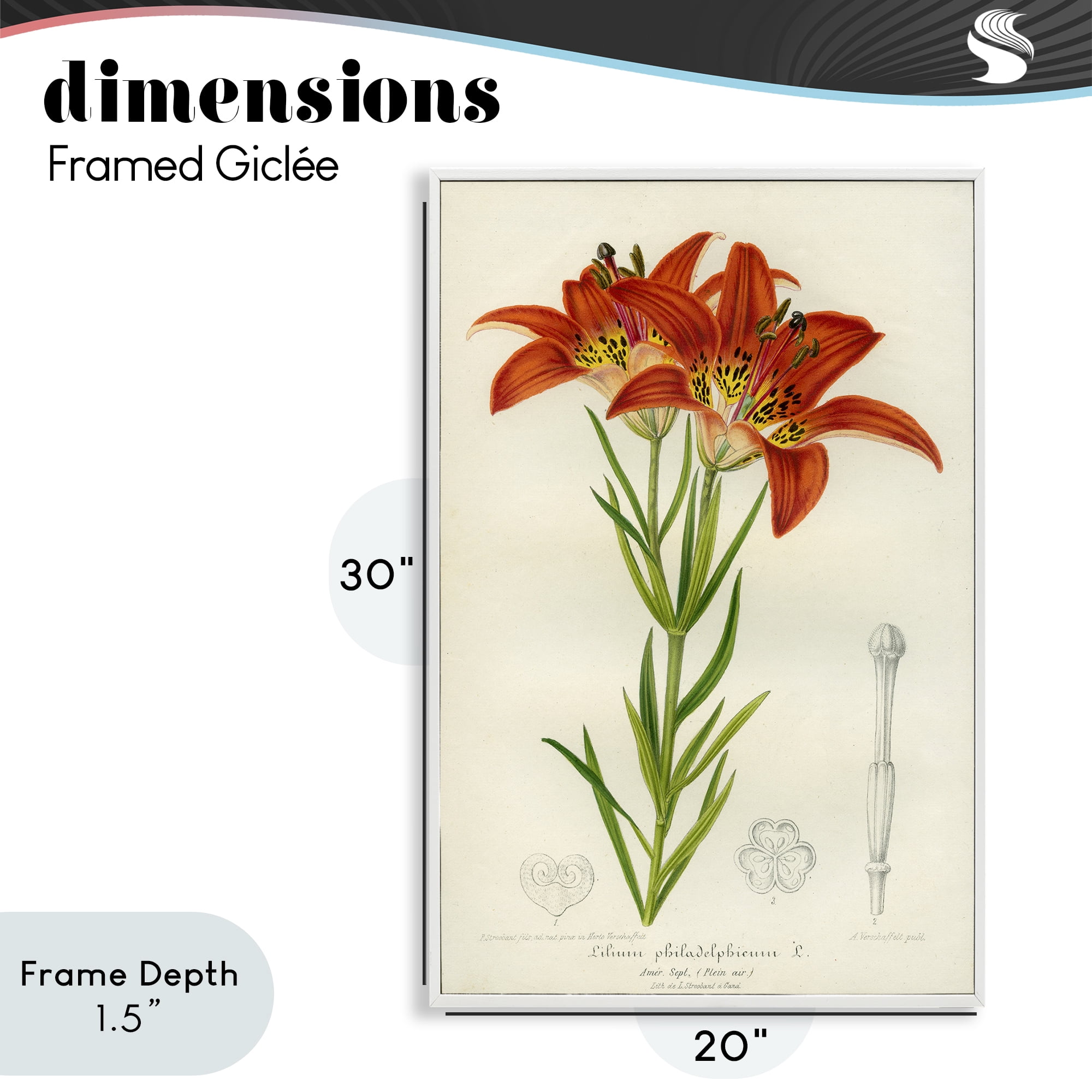Stupell Industries Western Red Lily White Framed Giclee Art, design by Print Collection