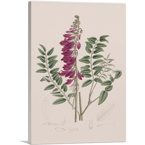 ARTCANVAS Alpine French Honeysuckle Flower Canvas Art Print by Sydenham Edwards - Size: 12" x 8" (0.75" Deep)